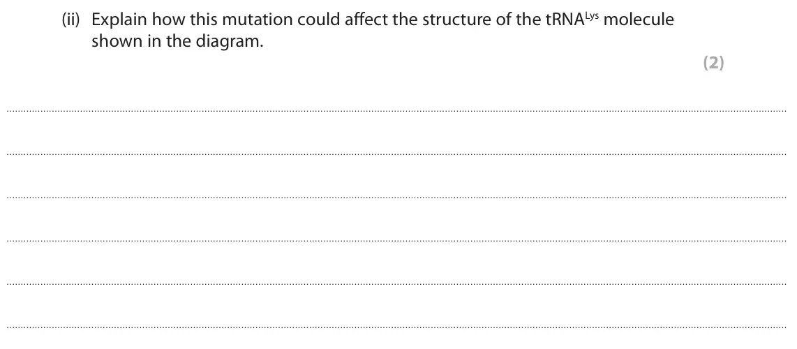 June 2024 Paper 1, question 6(d)(ii): Explain how this mutation could affect the structure of the tRNALys molecule shown in the diagram. (2)
