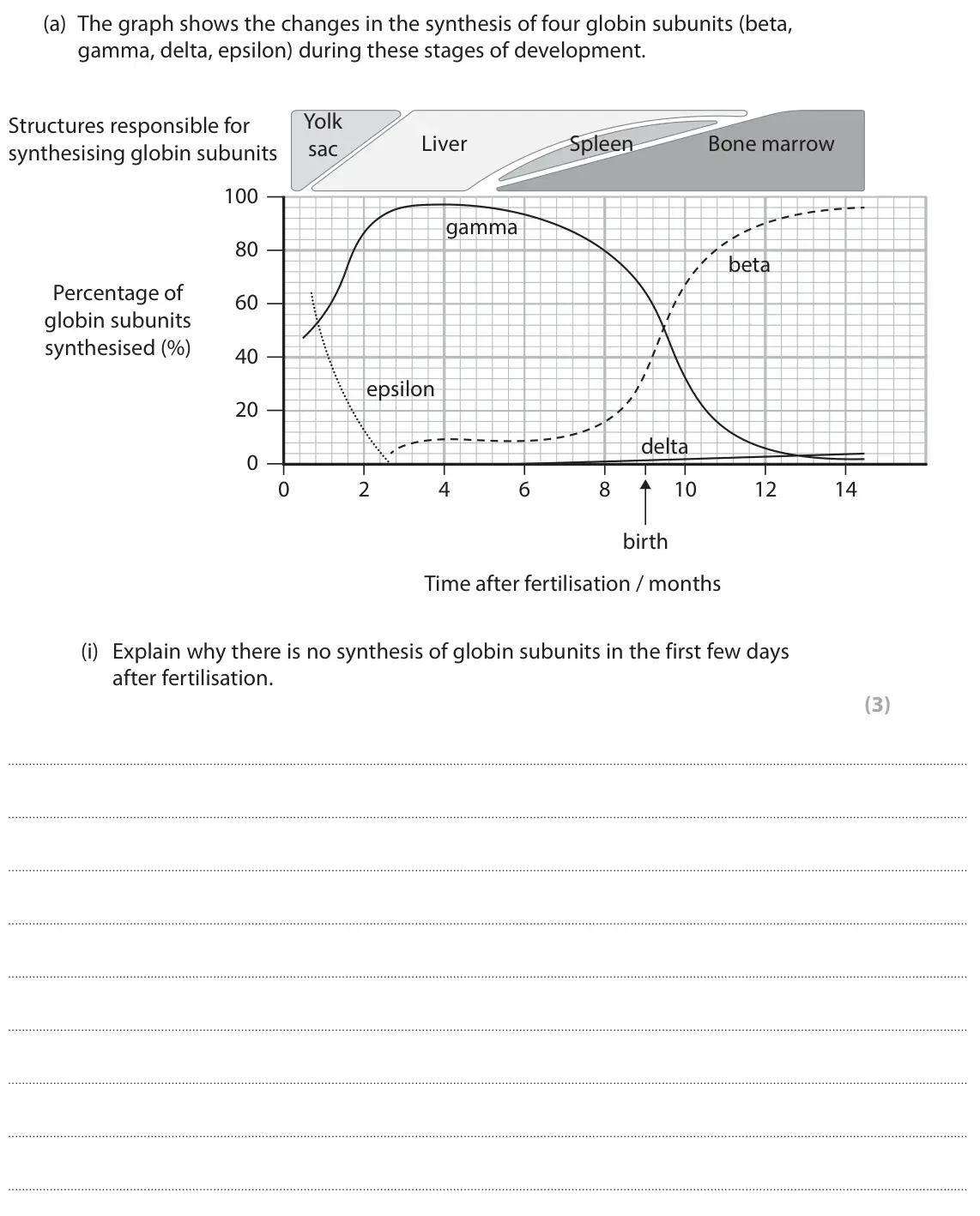 June 2024 Paper 1, question 9(a)(i): Explain why there is no synthesis of globin subunits in the first few days after fertilisation. (3)