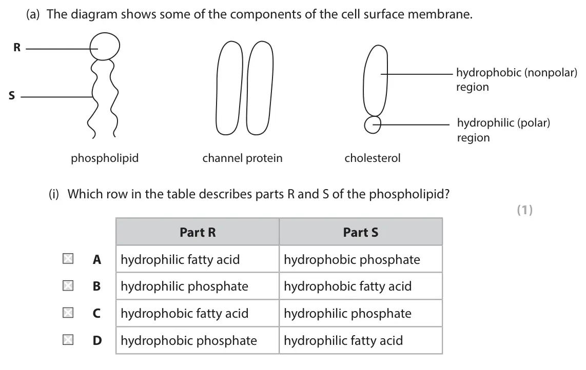 June 2025 Paper 1, question 4(a)(i): Which row in the table describes parts R and S of the phospholipid? (1) Part R Part S A hydrophilic fatty acid hydrophobic phosphate B hydrophilic phosphate hyd