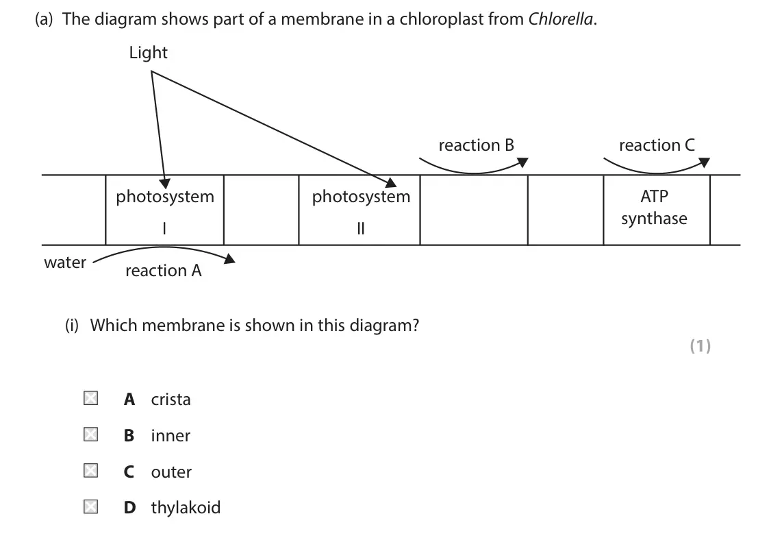 June 2025 Paper 1, question 6(a)(i): Which membrane is shown in this diagram? (1) A crista B inner C outer D thylakoid
