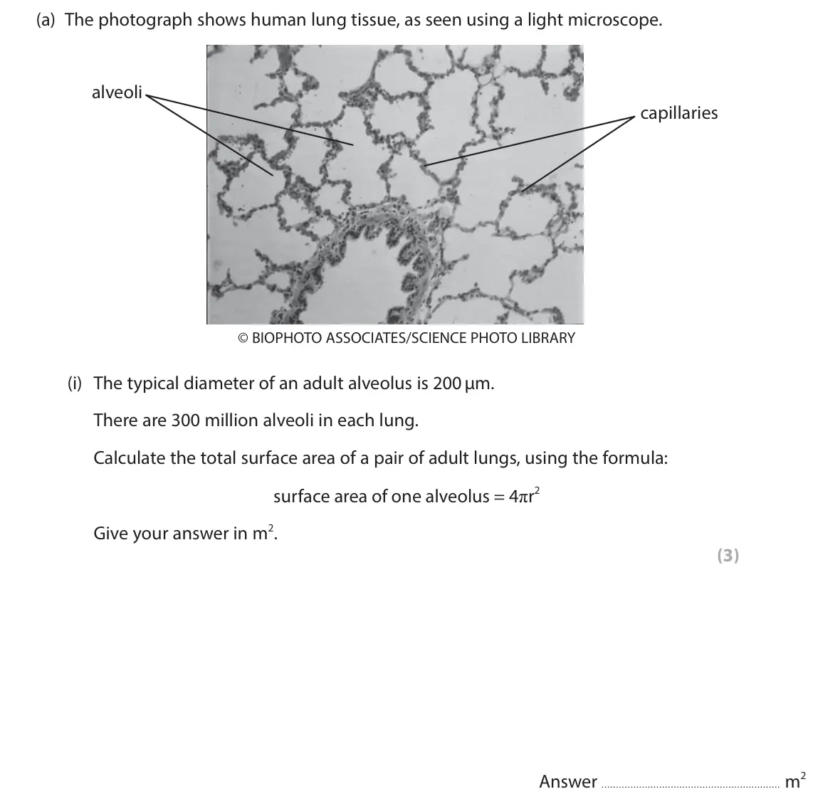 June 2025 Paper 1, question 7(a)(i): The typical diameter of an adult alveolus is 200 µm. There are 300 million alveoli in each lung. Calculate the total surface area of a pair of adult lungs, usin