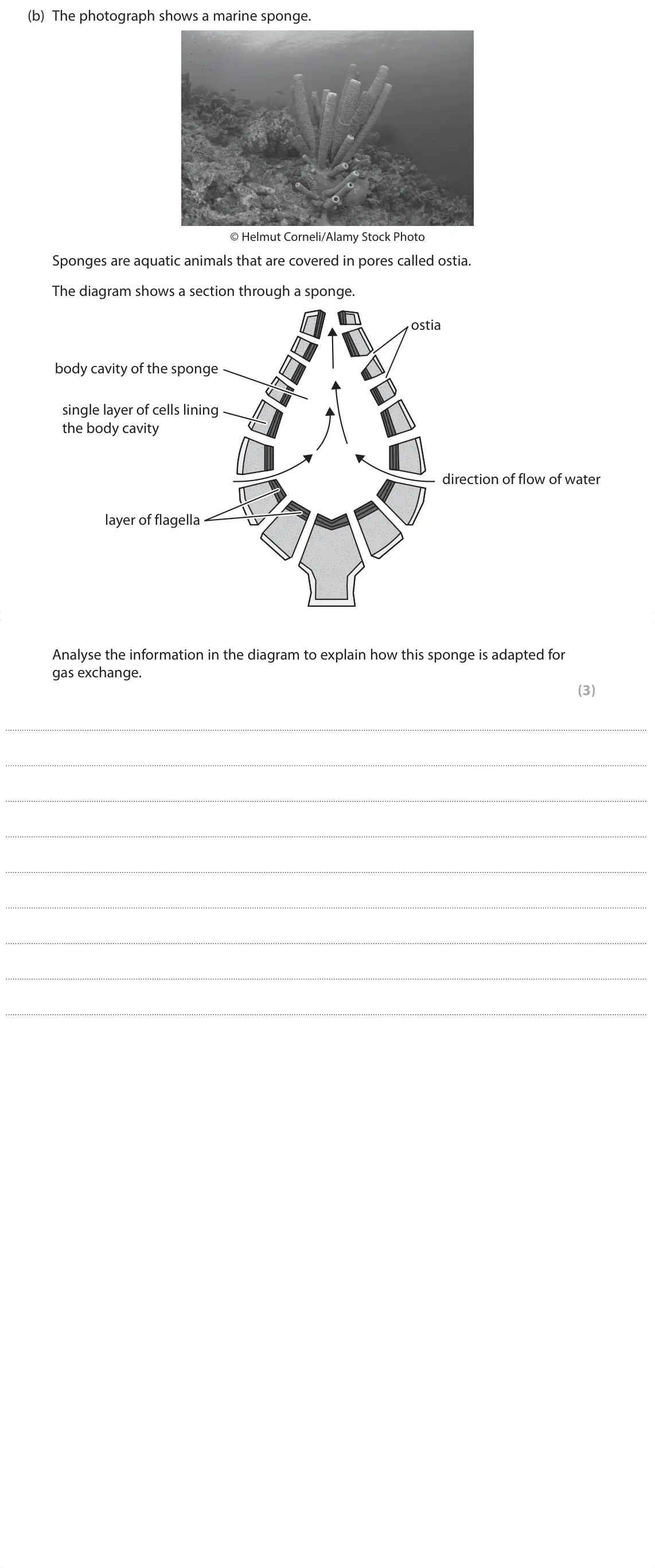 June 2025 Paper 1, question 7(b): The photograph shows a marine sponge. © Helmut Corneli/Alamy Stock Photo Sponges are aquatic animals that are covered in pores called ostia. The diagram shows a
