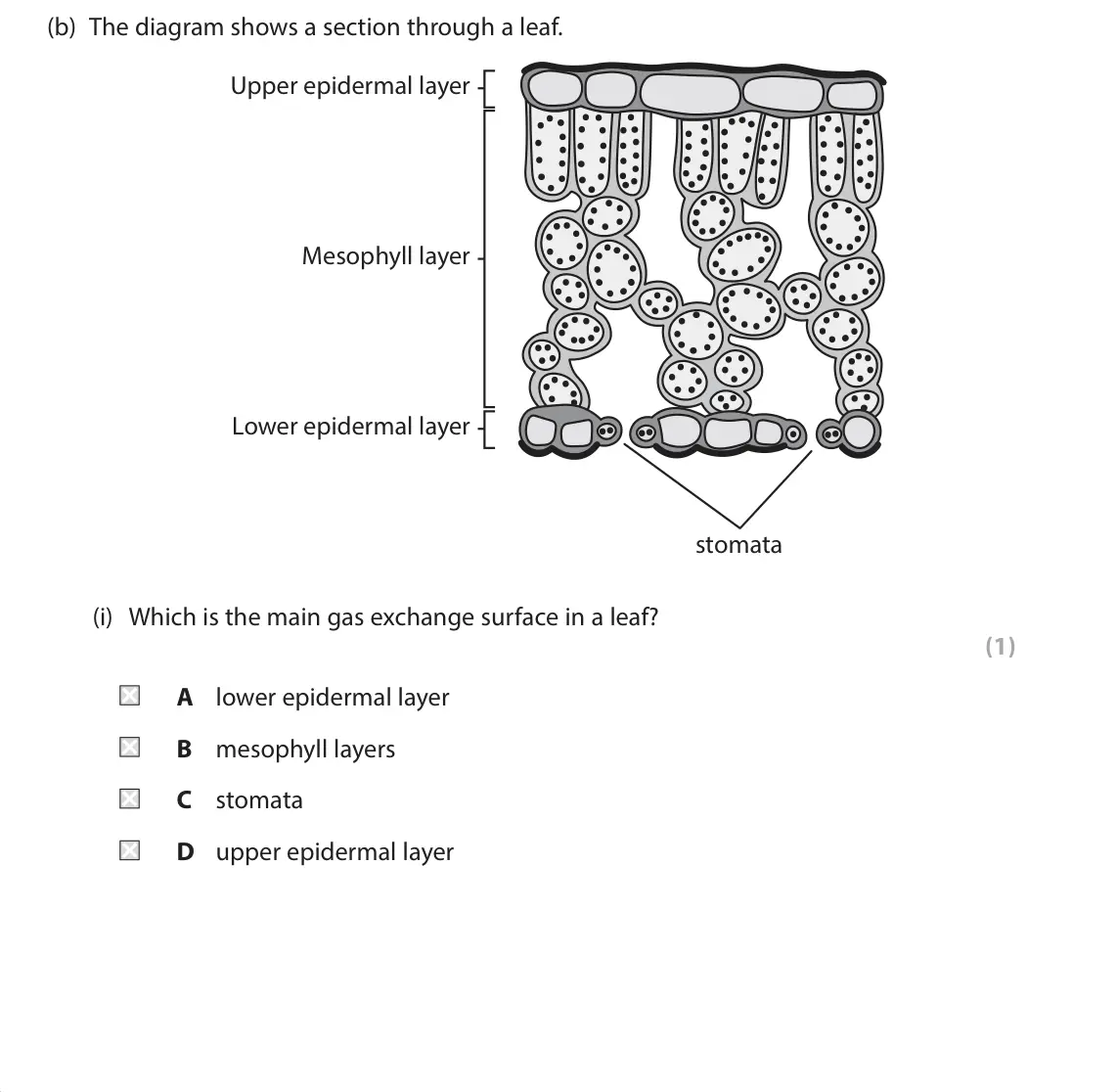 June 2025 Paper 1, question 8(b)(i): Which is the main gas exchange surface in a leaf? (1) A lower epidermal layer B mesophyll layers C stomata D upper epidermal layer