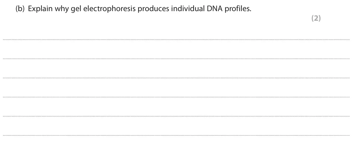 November 2021 Paper 1, question 1(b): Explain why gel electrophoresis produces individual DNA profiles. (2)