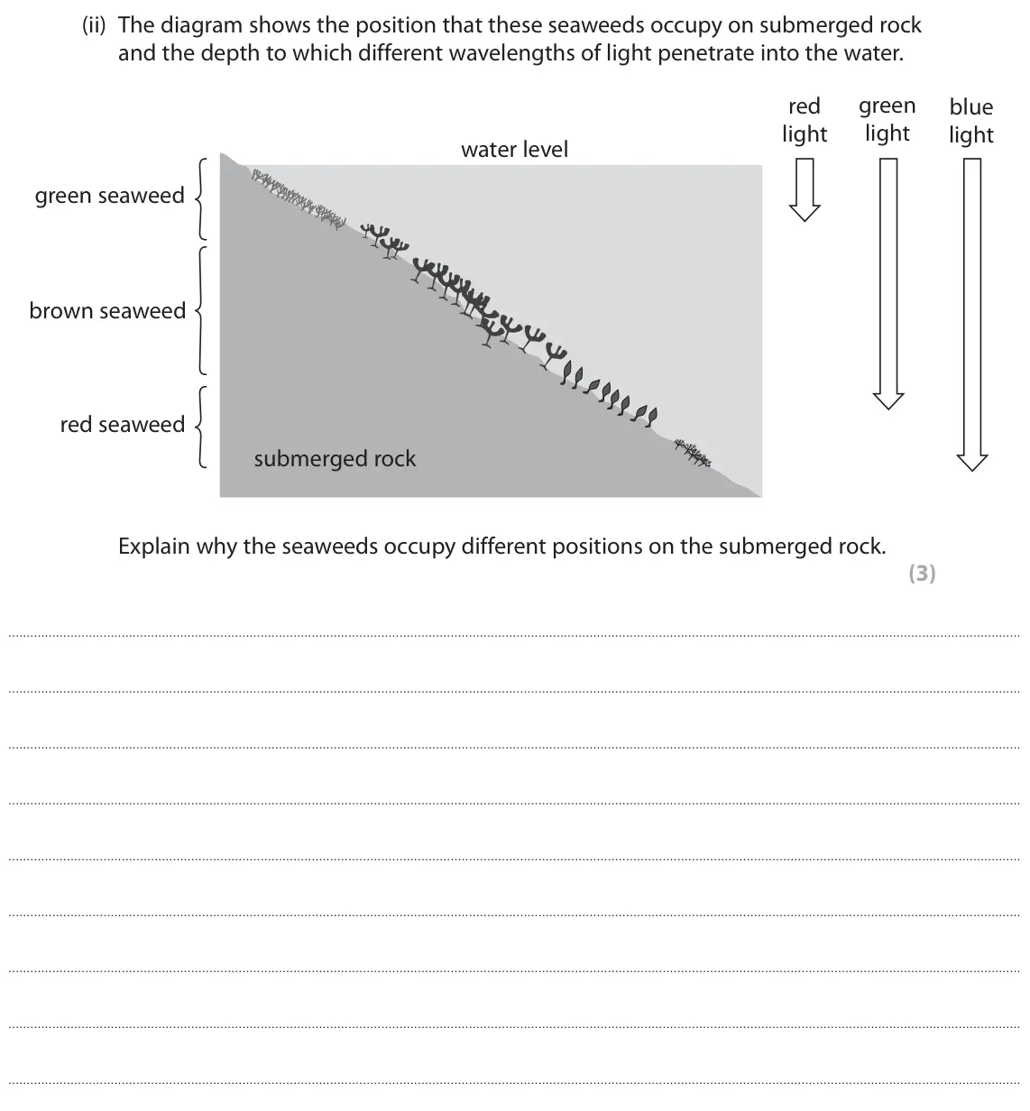 November 2021 Paper 1, question 6(a)(ii): The diagram shows the position that these seaweeds occupy on submerged rock and the depth to which different wavelengths of light penetrate into the water. red