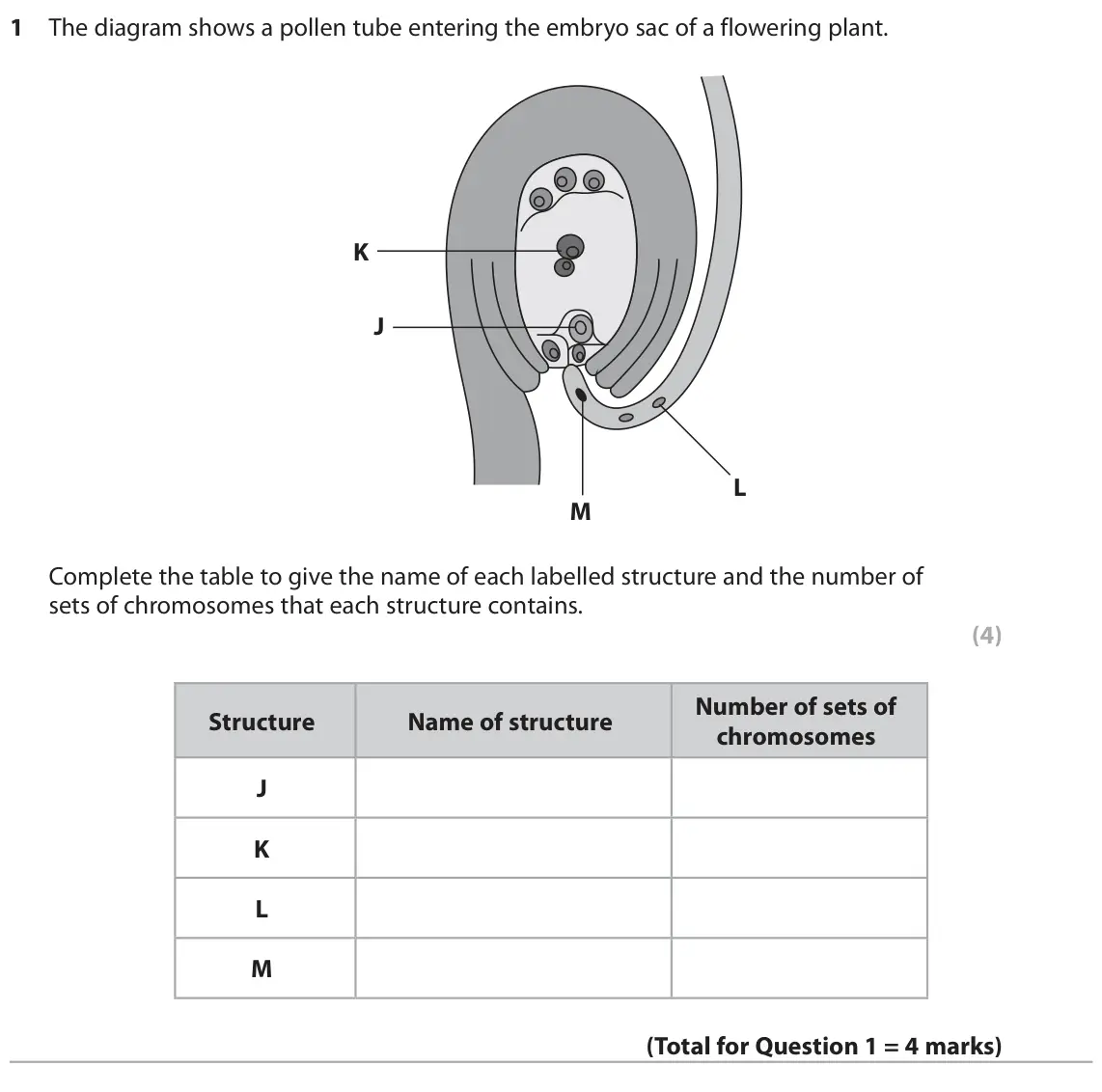 October 2020 Paper 1, question 1: The diagram shows a pollen tube entering the embryo sac of a flowering plant. K J L M Complete the table to give the name of each labelled structure and the num