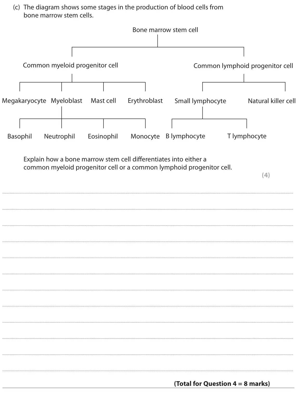 October 2020 Paper 1, question 4(c): The diagram shows some stages in the production of blood cells from bone marrow stem cells. Bone marrow stem cell Common myeloid progenitor cell Common lymphoid