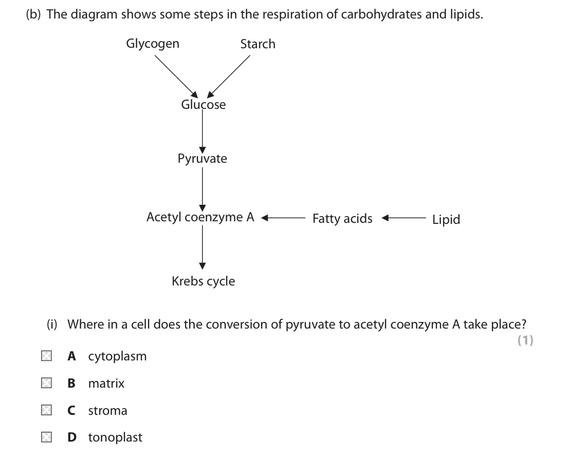 October 2020 Paper 1, question 7(b)(i): Where in a cell does the conversion of pyruvate to acetyl coenzyme A take place? (1) A cytoplasm B matrix C stroma D tonoplast