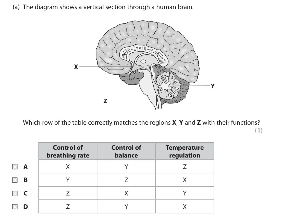 June 2017 Paper 2, question 2(a): The diagram shows a vertical section through a human brain. X Y Z Which row of the table correctly matches the regions X, Y and Z with their functions? (1) Cont
