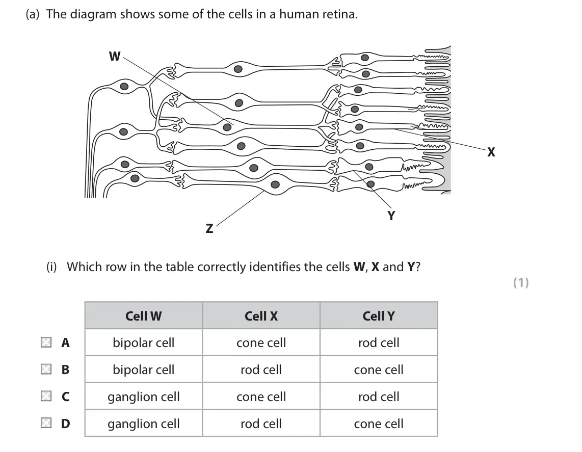 June 2017 Paper 2, question 4(a)(i): Which row in the table correctly identifies the cells W, X and Y? (1) Cell W Cell X Cell Y A bipolar cell cone cell rod cell B bipolar cell rod cell cone cell C