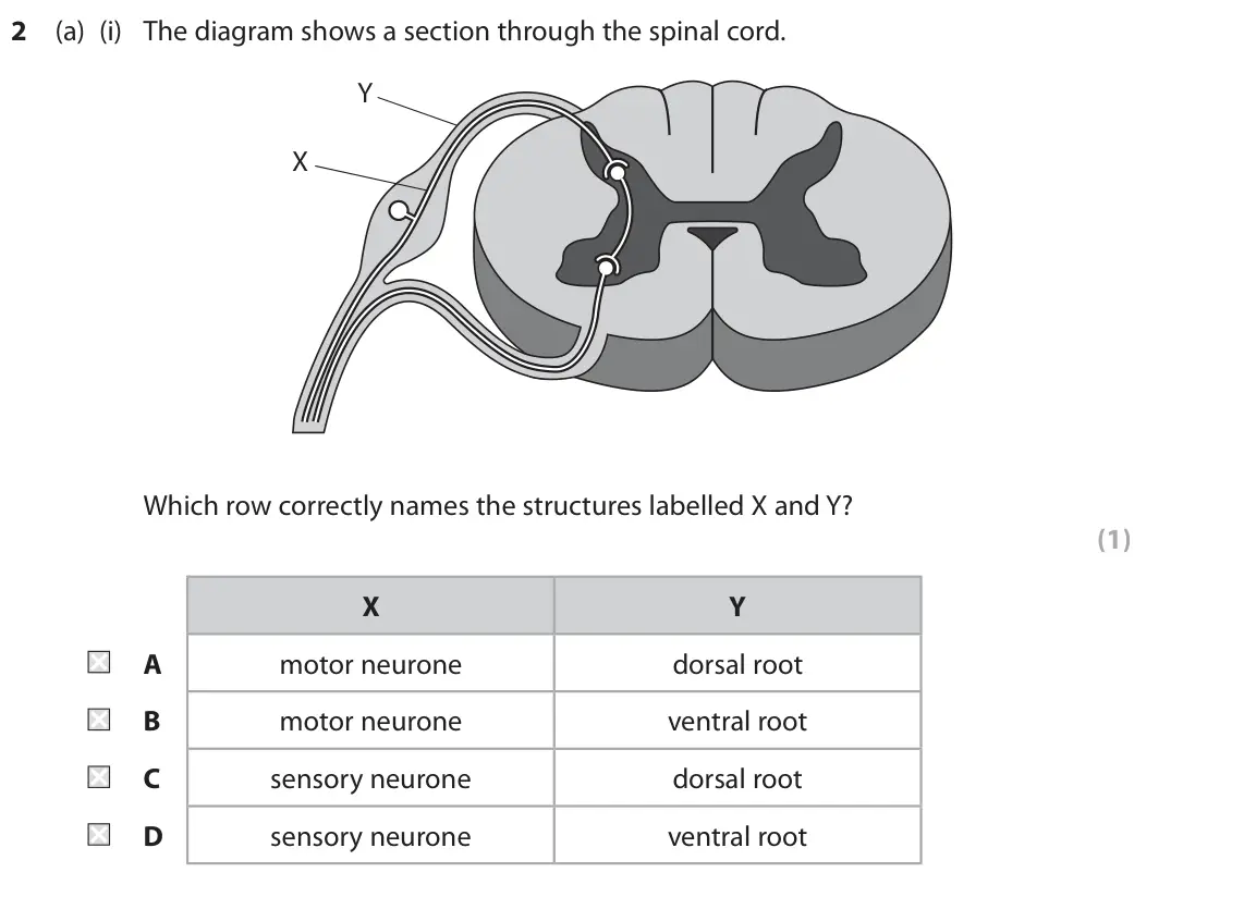 June 2019 Paper 2, question 2(a)(i): The diagram shows a section through the spinal cord. Y X Which row correctly names the structures labelled X and Y? (1) X Y A motor neurone dorsal root B motor