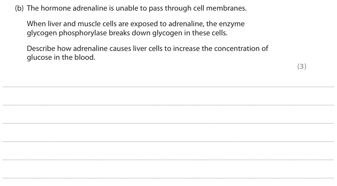 June 2019 Paper 2, question 7(b): The hormone adrenaline is unable to pass through cell membranes. When liver and muscle cells are exposed to adrenaline, the enzyme glycogen phosphorylase breaks