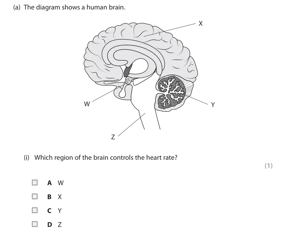 June 2022 Paper 2, question 4(a)(i): Which region of the brain controls the heart rate? (1) A W B X C Y D Z
