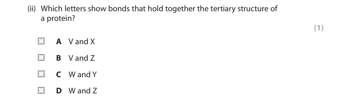 June 2023 Paper 2, question 1(a)(ii): Which letters show bonds that hold together the tertiary structure of a protein? (1) A V and X B V and Z C W and Y D W and Z
