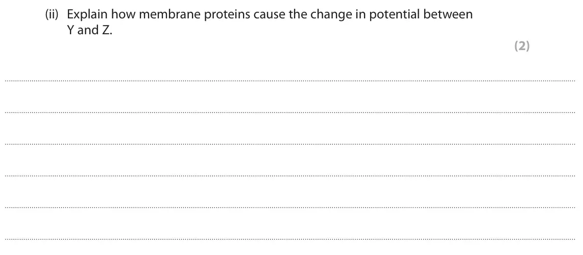 June 2023 Paper 2, question 6(a)(ii): Explain how membrane proteins cause the change in potential between Y and Z. (2)