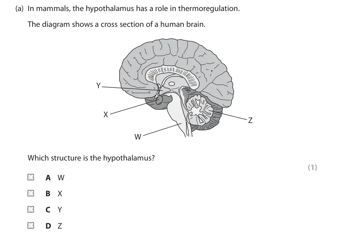 June 2024 Paper 2, question 7(a): In mammals, the hypothalamus has a role in thermoregulation. The diagram shows a cross section of a human brain. Y X Z W Which structure is the hypothalamus? (1