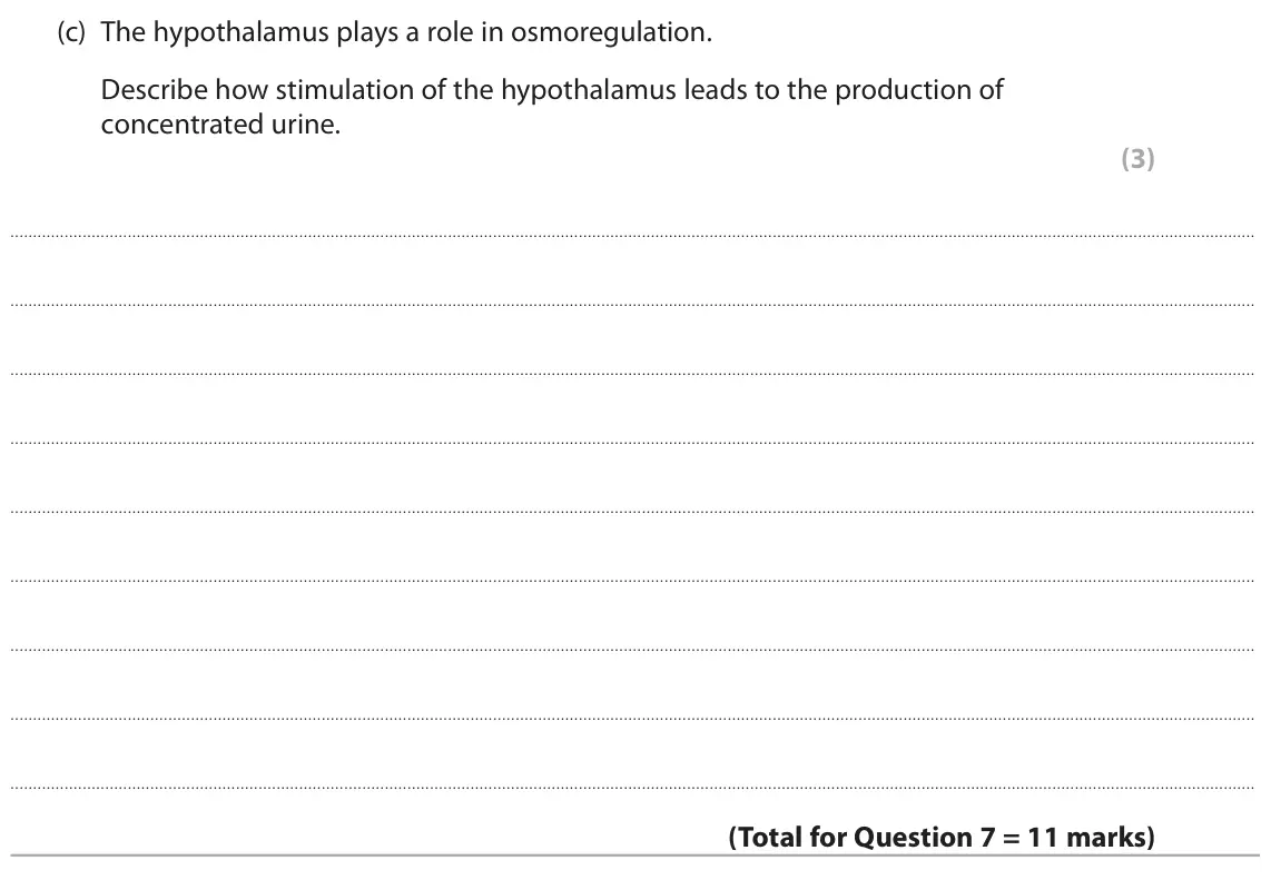June 2024 Paper 2, question 7(c): The hypothalamus plays a role in osmoregulation. Describe how stimulation of the hypothalamus leads to the production of concentrated urine. (3)
