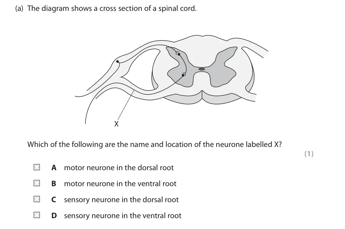 June 2024 Paper 2, question 8(a): The diagram shows a cross section of a spinal cord. X Which of the following are the name and location of the neurone labelled X? (1) A motor neurone in the dor