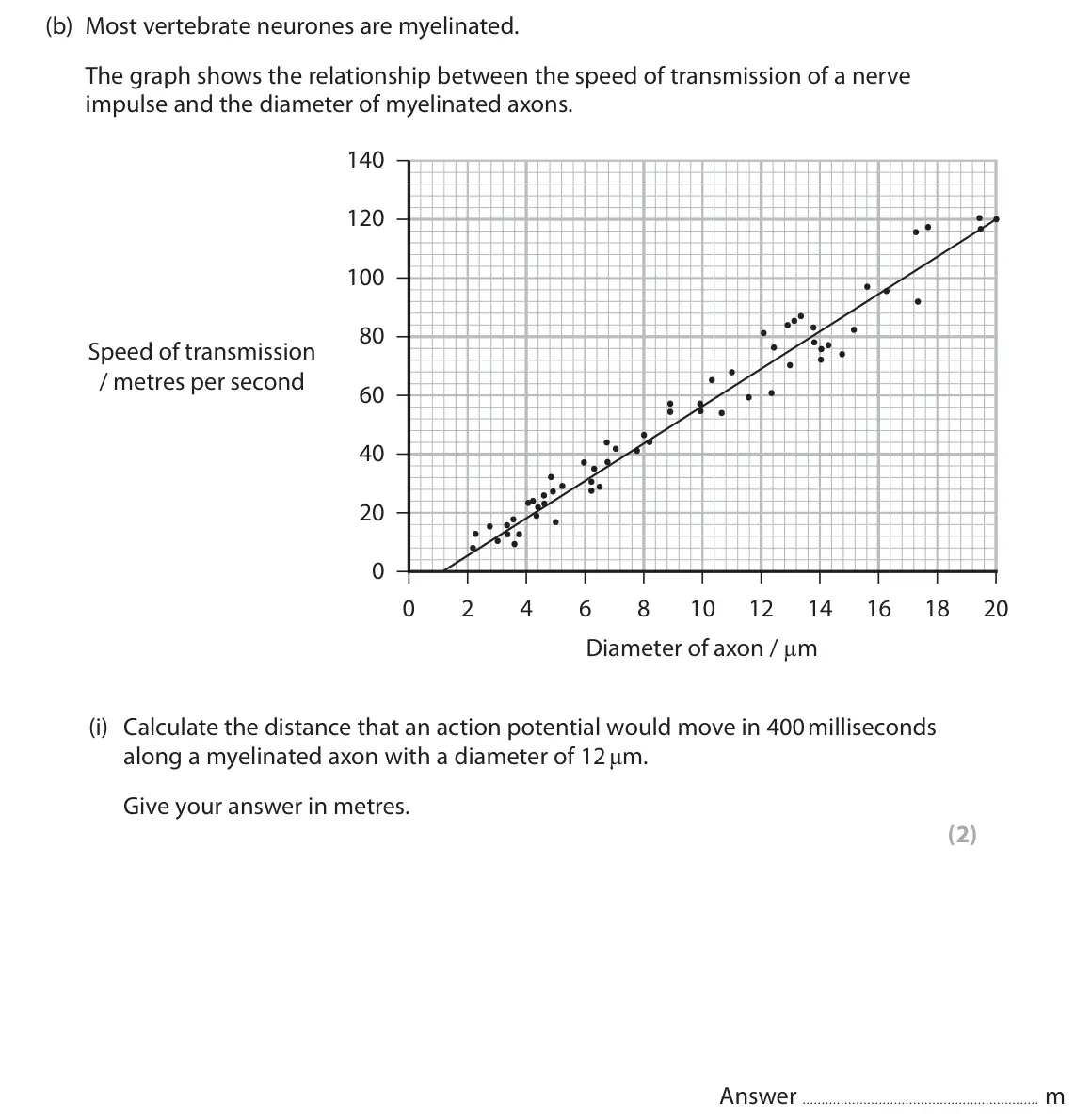 June 2024 Paper 2, question 8(b)(i): Calculate the distance that an action potential would move in 400 milliseconds along a myelinated axon with a diameter of 12 μm. Give your answer in metres. (2)