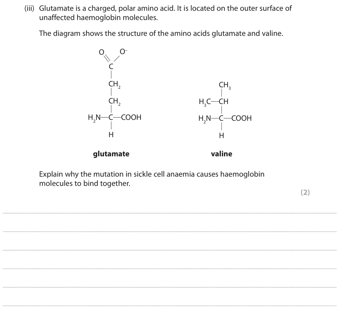 June 2025 Paper 2, question 4(a)(iii): Glutamate is a charged, polar amino acid. It is located on the outer surface of unaffected haemoglobin molecules. The diagram shows the structure of the amino a