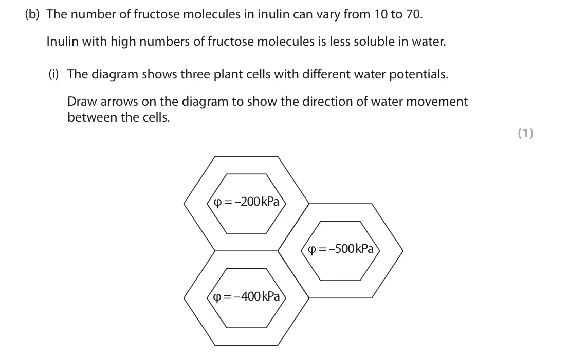 June 2025 Paper 2, question 7(b)(i): The diagram shows three plant cells with different water potentials. Draw arrows on the diagram to show the direction of water movement between the cells. (1) φ