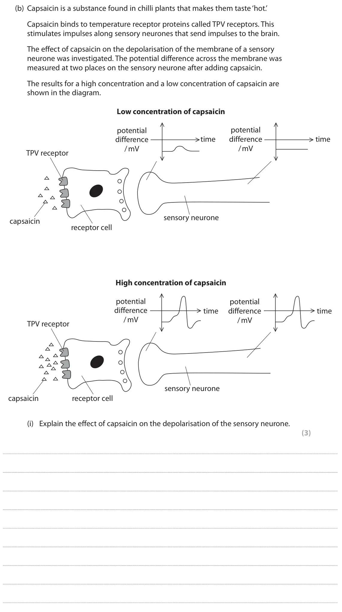 November 2021 Paper 2, question 6(b)(i): Explain the effect of capsaicin on the depolarisation of the sensory neurone. (3)