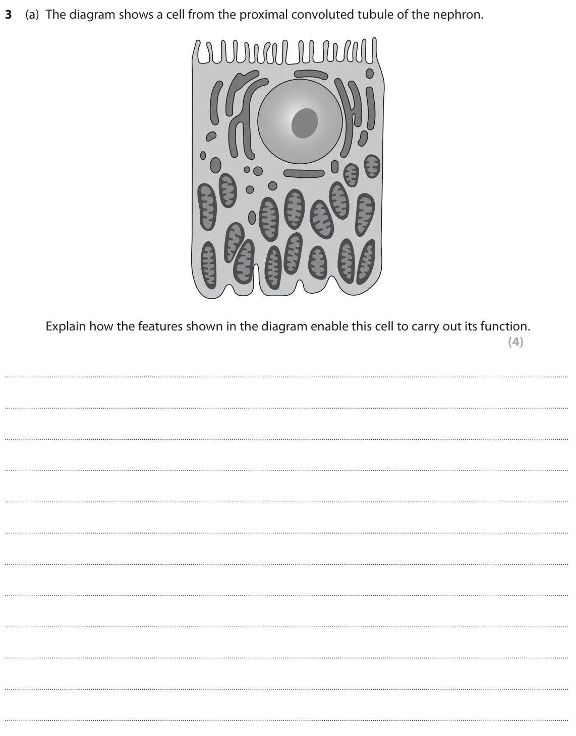 October 2020 Paper 2, question 3(a): The diagram shows a cell from the proximal convoluted tubule of the nephron. Explain how the features shown in the diagram enable this cell to carry out its fun