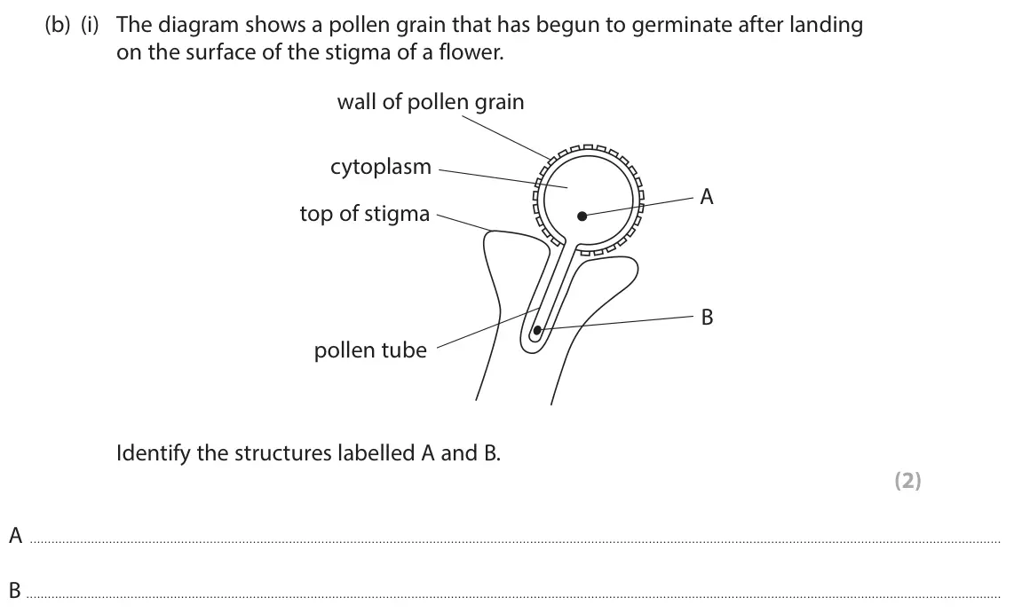 June 2022 Paper 3, question 5(b)(i): The diagram shows a pollen grain that has begun to germinate after landing on the surface of the stigma of a flower. wall of pollen grain cytoplasm A top of sti