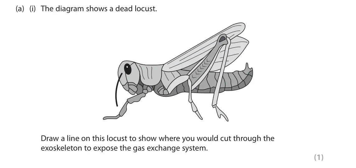 June 2023 Paper 3, question 2(a)(i): The diagram shows a dead locust. Draw a line on this locust to show where you would cut through the exoskeleton to expose the gas exchange system. (1)
