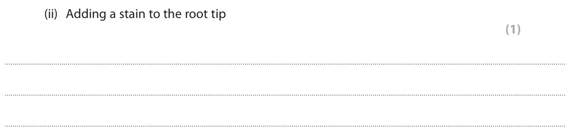 June 2024 Paper 3, question 1(b)(ii): Adding a stain to the root tip (1)