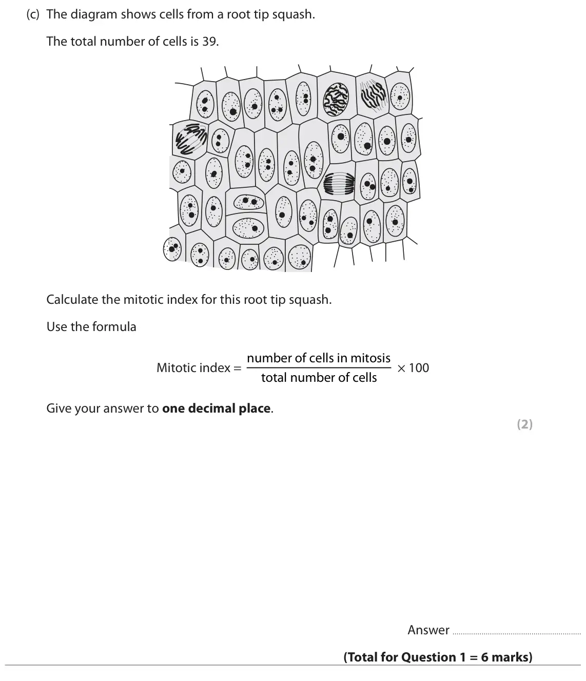 June 2024 Paper 3, question 1(c): The diagram shows cells from a root tip squash. The total number of cells is 39. Calculate the mitotic index for this root tip squash. Use the formula Mitotic i