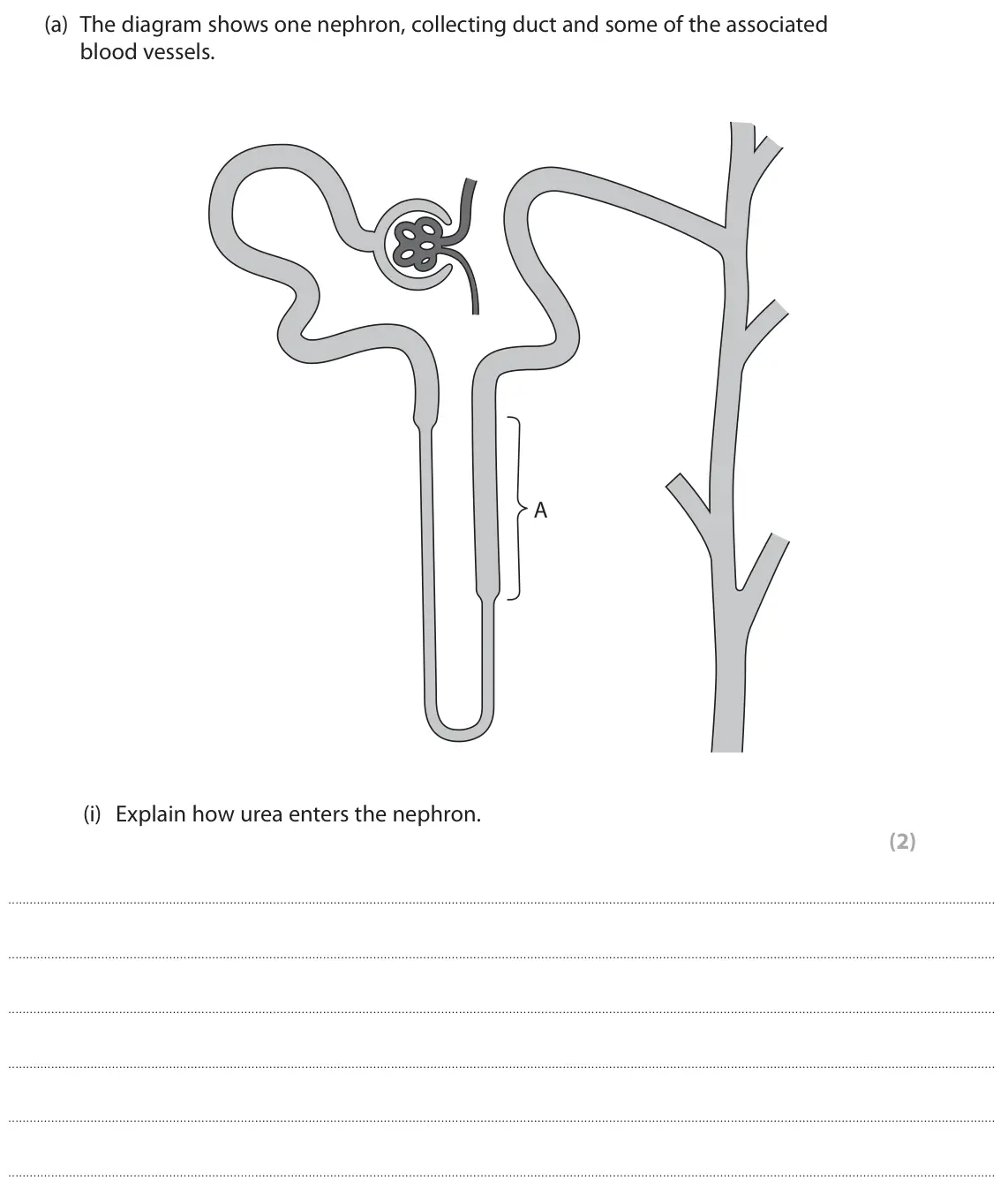June 2024 Paper 3, question 2(a)(i): Explain how urea enters the nephron. (2)