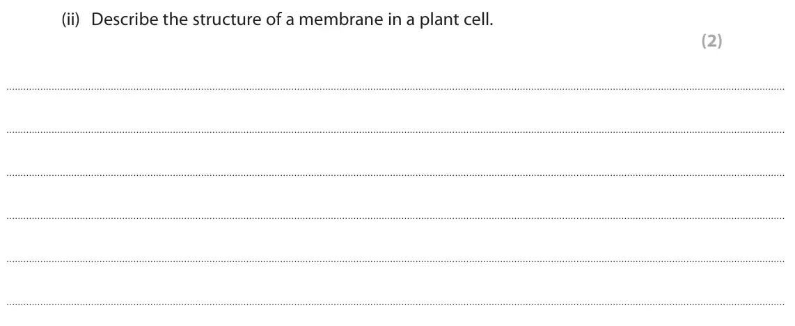 June 2024 Paper 3, question 3(a)(ii): Describe the structure of a membrane in a plant cell. (2)