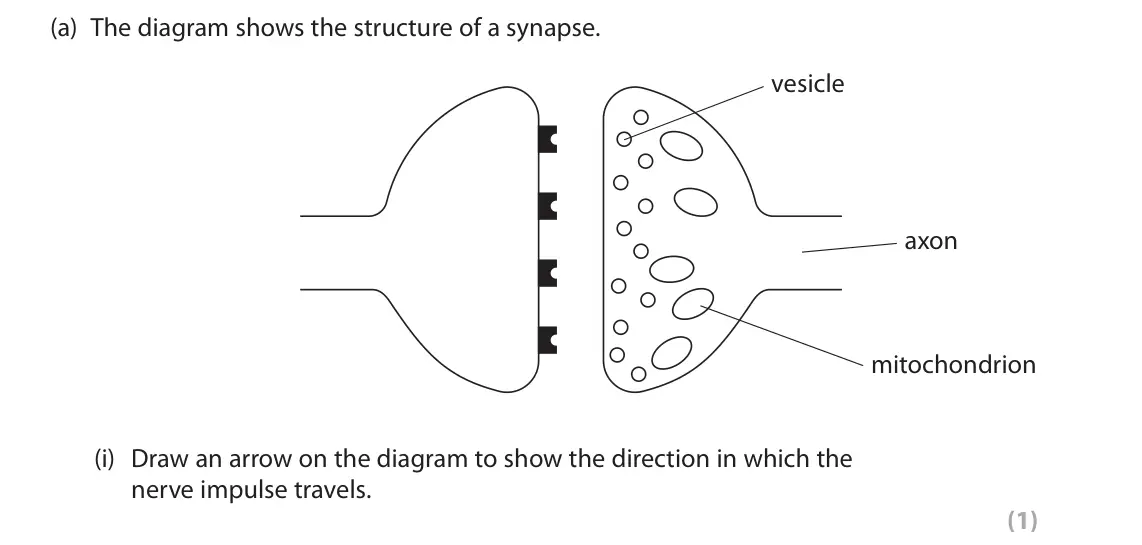 June 2025 Paper 3, question 2(a)(i): Draw an arrow on the diagram to show the direction in which the nerve impulse travels. (1)