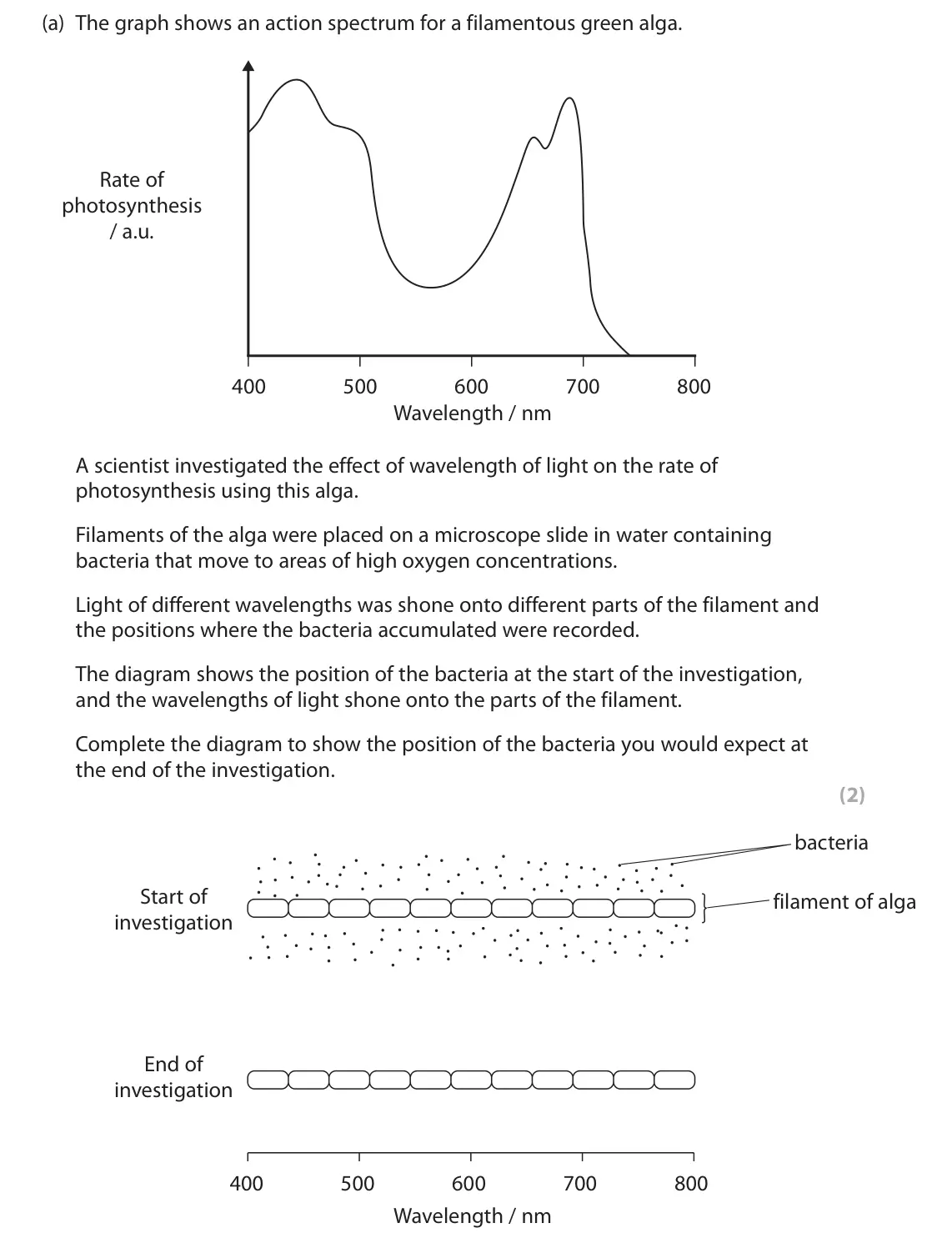 June 2025 Paper 3, question 3(a): The graph shows an action spectrum for a filamentous green alga. Rate of photosynthesis / a.u. 400 500 600 700 800 Wavelength / nm A scientist investigated the