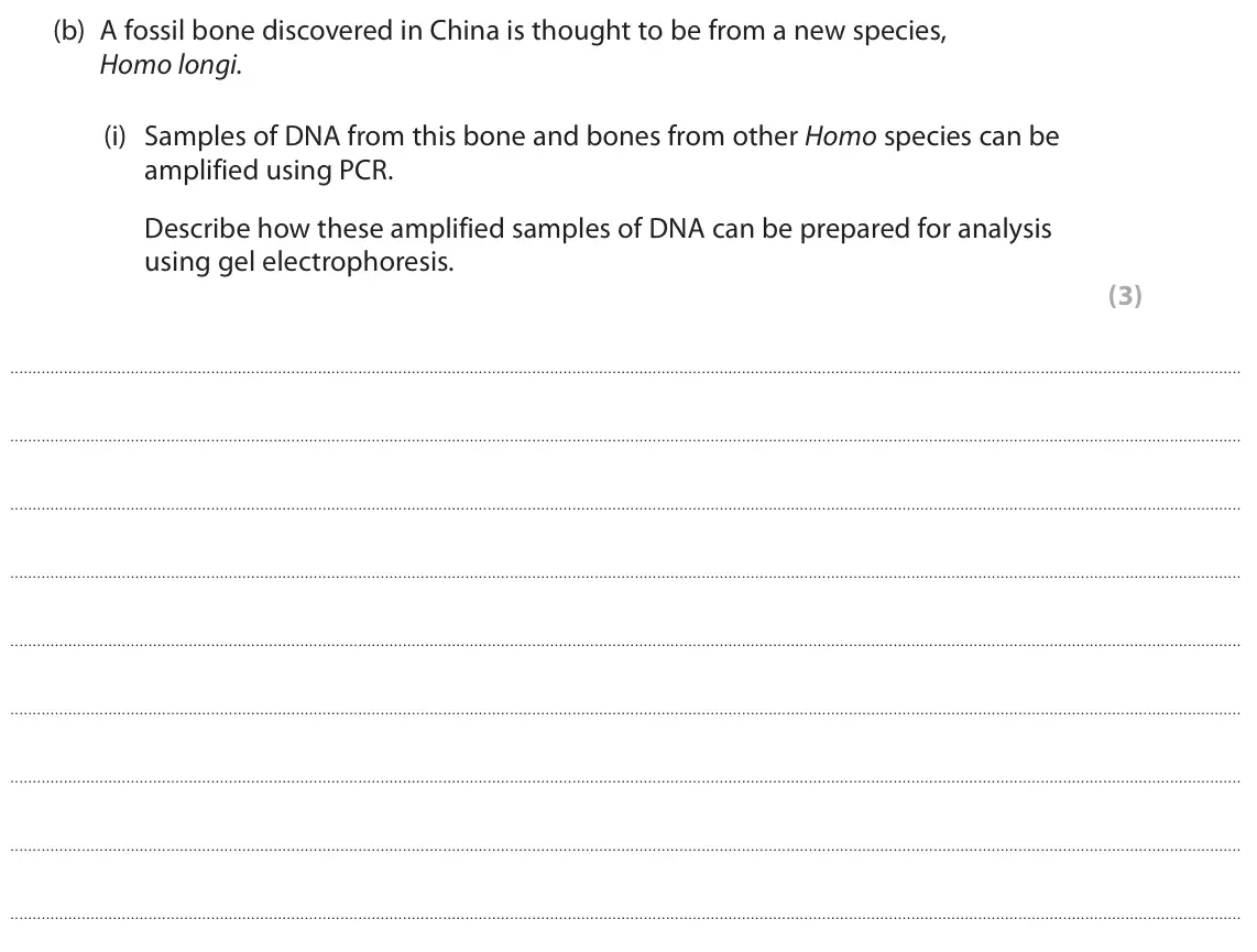 June 2023 Paper 1, question 1(b)(i): Samples of DNA from this bone and bones from other Homo species can be amplified using PCR. Describe how these amplified samples of DNA can be prepared for anal