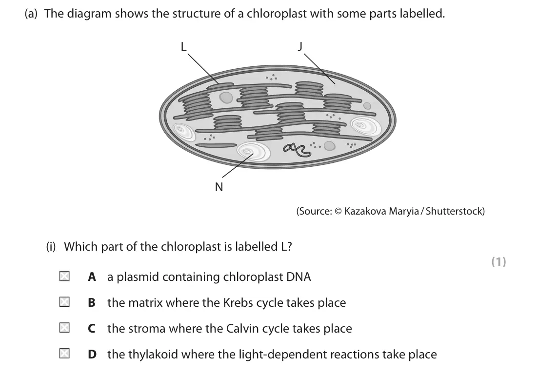 June 2024 Paper 1, question 5(a)(i): Which part of the chloroplast is labelled L? (1) A a plasmid containing chloroplast DNA B the matrix where the Krebs cycle takes place C the stroma where the Ca