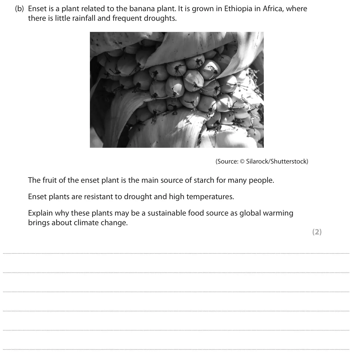 June 2025 Paper 1, question 2(b): Enset is a plant related to the banana plant. It is grown in Ethiopia in Africa, where there is little rainfall and frequent droughts. (Source: © Silarock/Shutt