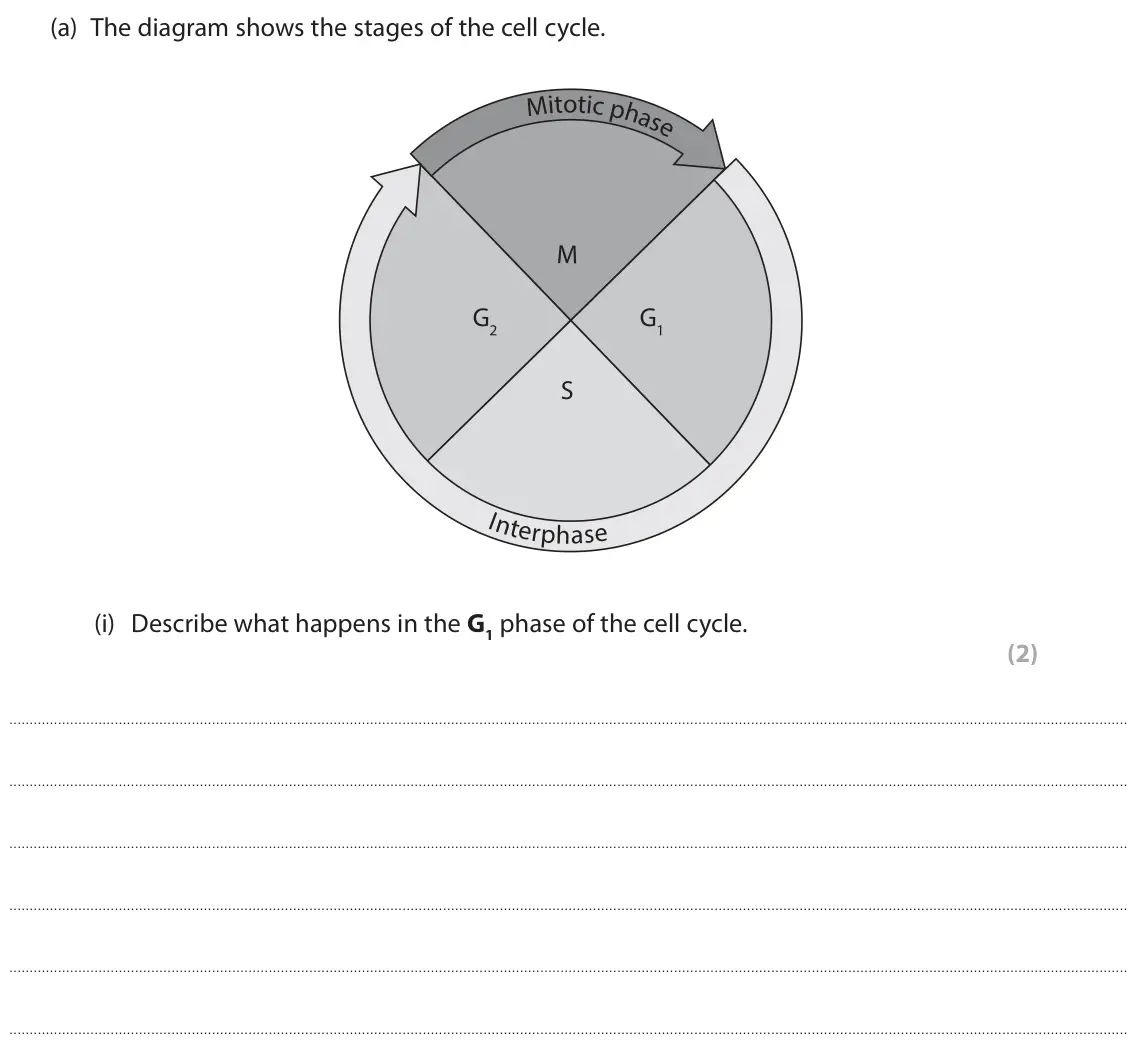 June 2025 Paper 1, question 3(a)(i): Describe what happens in the G1 phase of the cell cycle. (2)