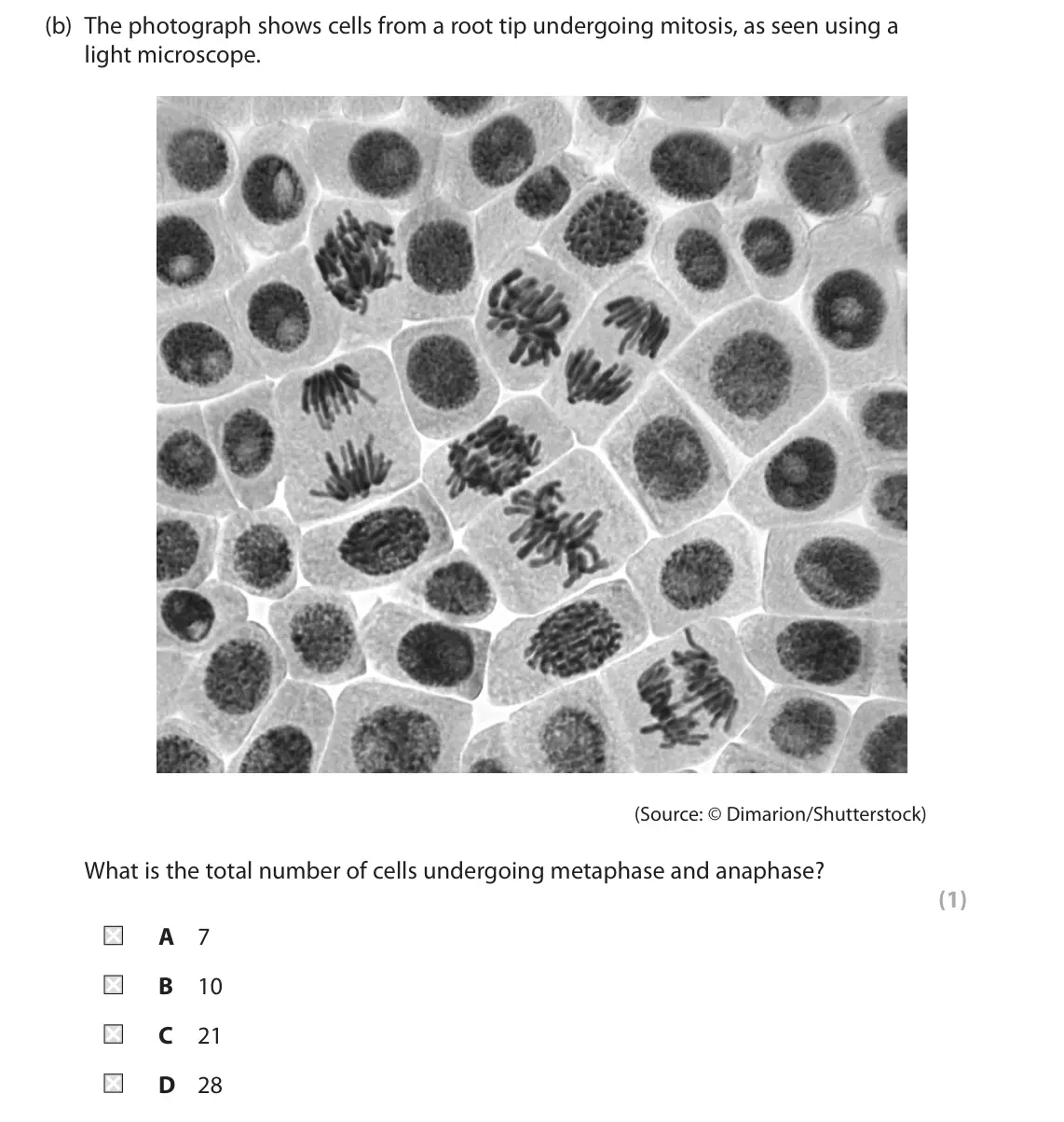 June 2025 Paper 1, question 3(b): The photograph shows cells from a root tip undergoing mitosis, as seen using a light microscope. (Source: © Dimarion/Shutterstock) What is the total number of c