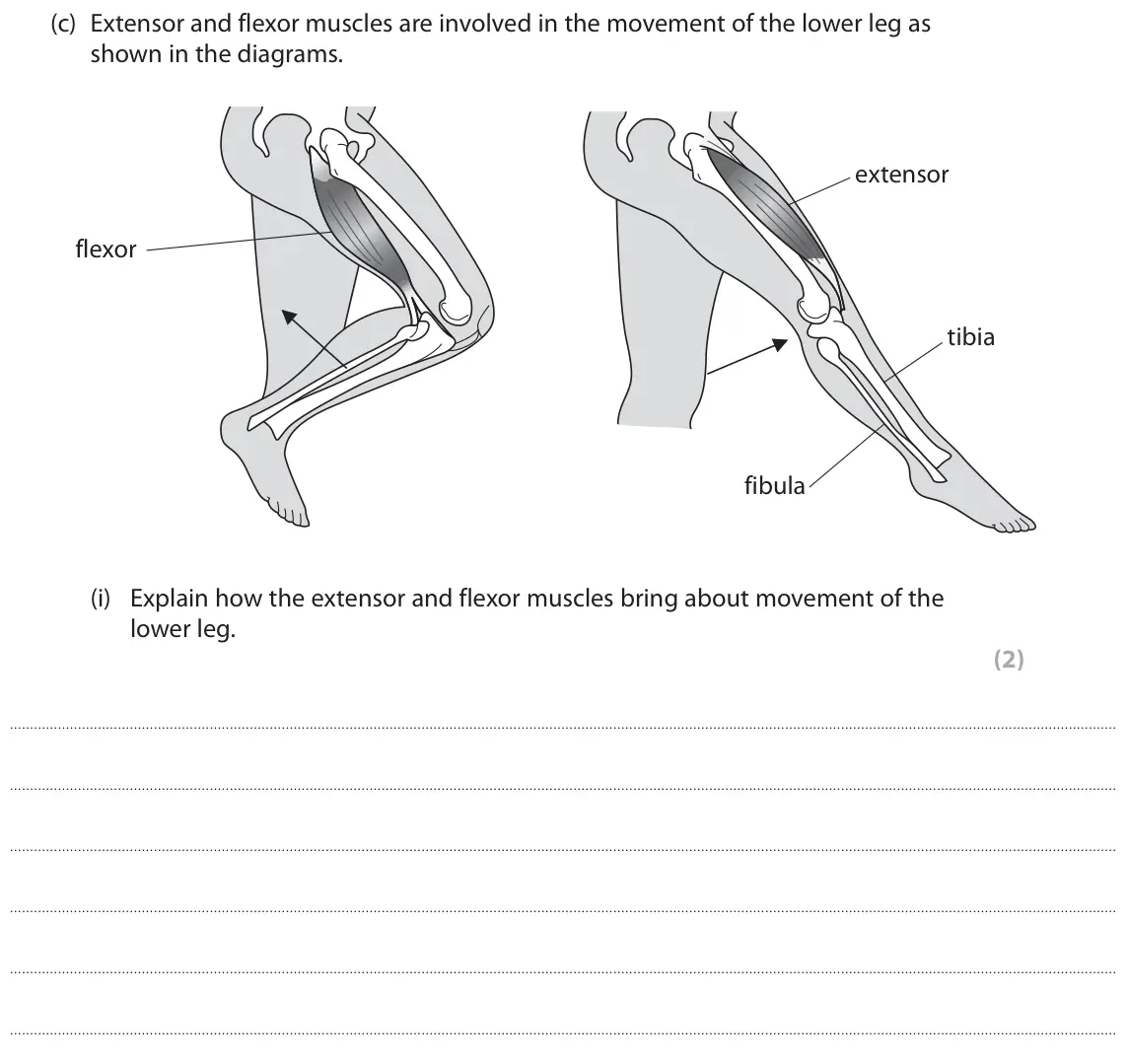 June 2018 Paper 2, question 3(c)(i): Explain how the extensor and flexor muscles bring about movement of the lower leg. (2)