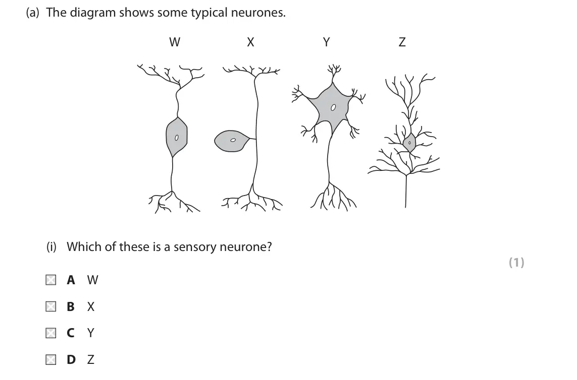 June 2018 Paper 2, question 8(a)(i): Which of these is a sensory neurone? (1) A W B X C Y D Z