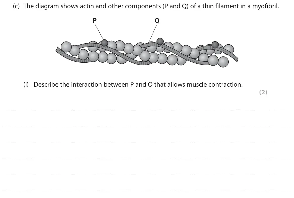 June 2019 Paper 2, question 5(c)(i): Describe the interaction between P and Q that allows muscle contraction. (2)
