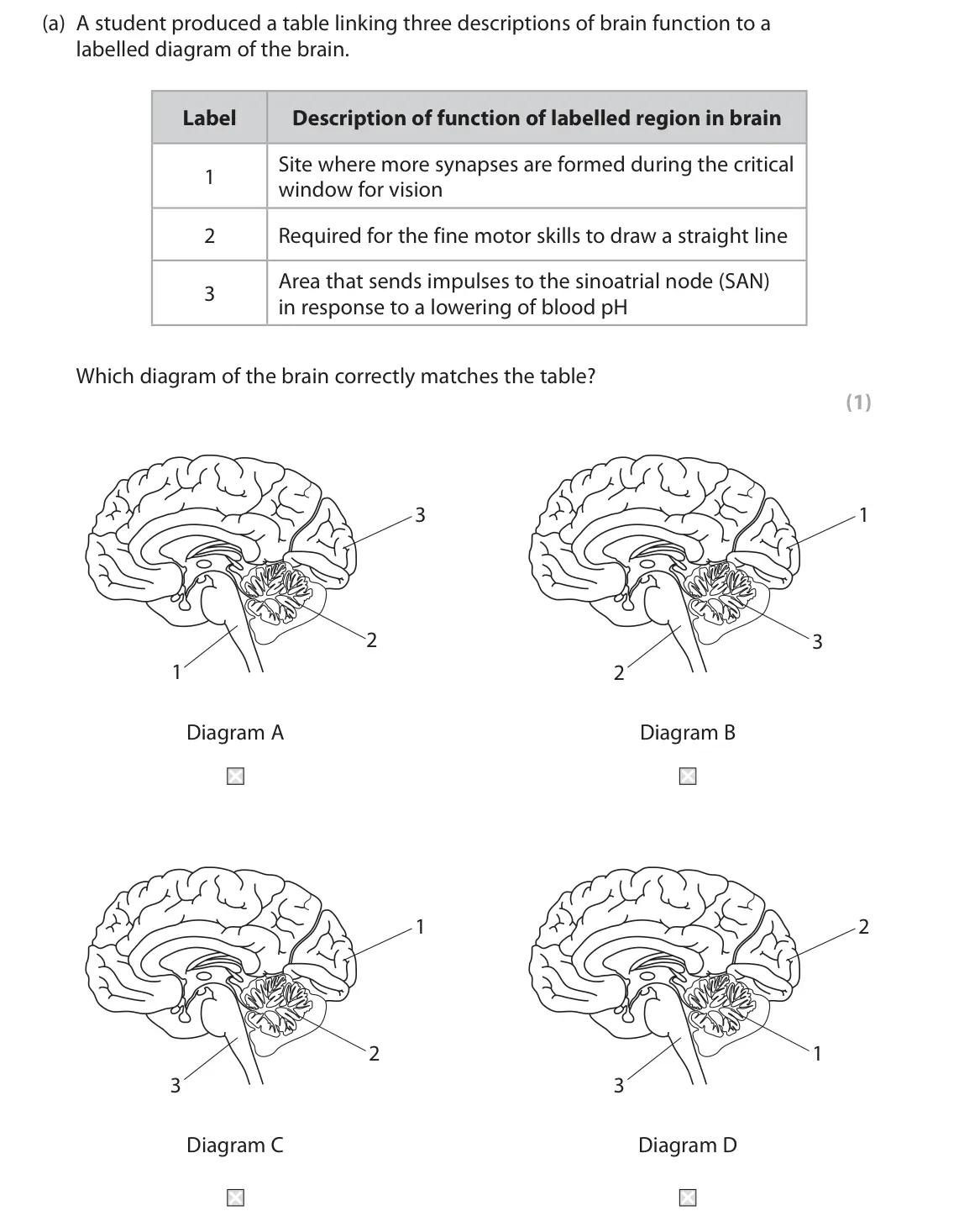 June 2022 Paper 2, question 2(a): A student produced a table linking three descriptions of brain function to a labelled diagram of the brain. Label Description of function of labelled region in