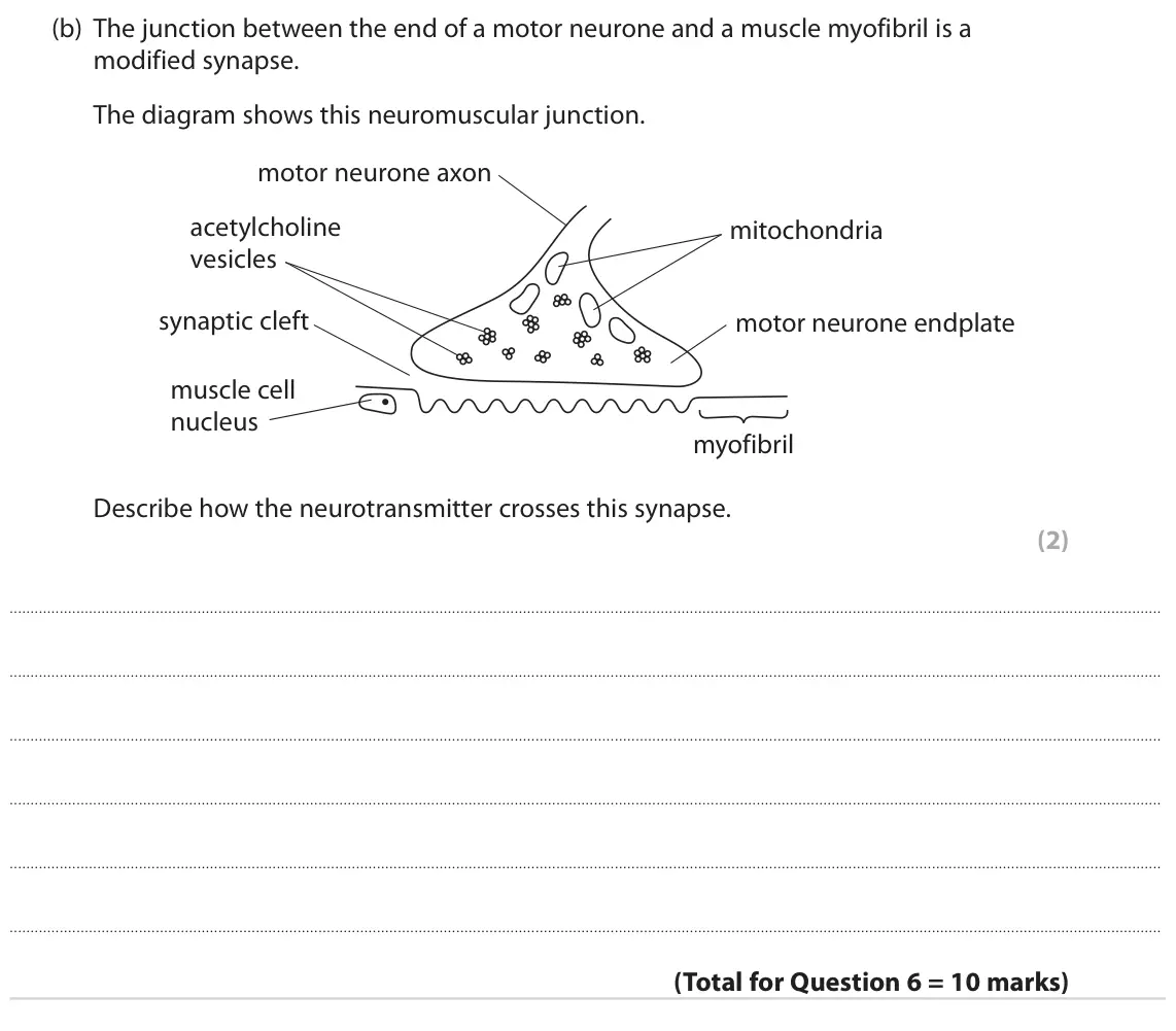 June 2022 Paper 2, question 6(b): The junction between the end of a motor neurone and a muscle myofibril is a modified synapse. The diagram shows this neuromuscular junction. motor neurone axon