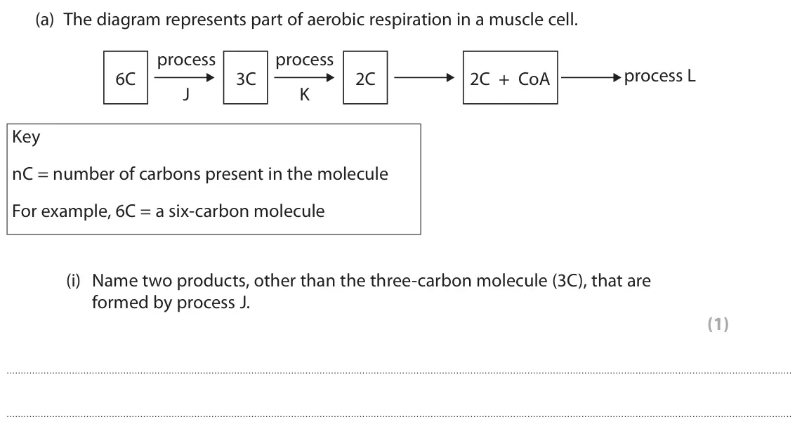 June 2023 Paper 2, question 6(a)(i): Name two products, other than the three-carbon molecule (3C), that are formed by process J. (1)