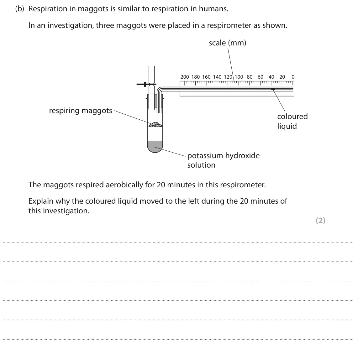 June 2023 Paper 2, question 6(b): Respiration in maggots is similar to respiration in humans. In an investigation, three maggots were placed in a respirometer as shown. scale (mm) 200 180 160 14