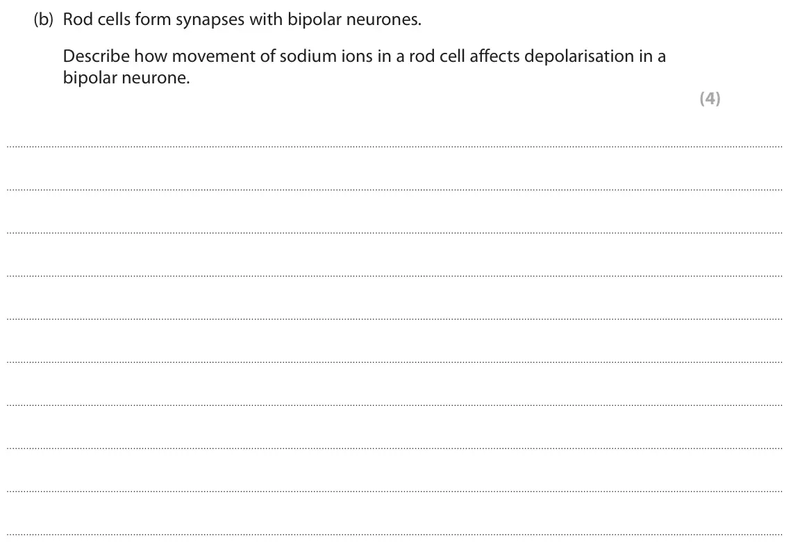 June 2023 Paper 2, question 9(b): Rod cells form synapses with bipolar neurones. Describe how movement of sodium ions in a rod cell affects depolarisation in a bipolar neurone. (4)