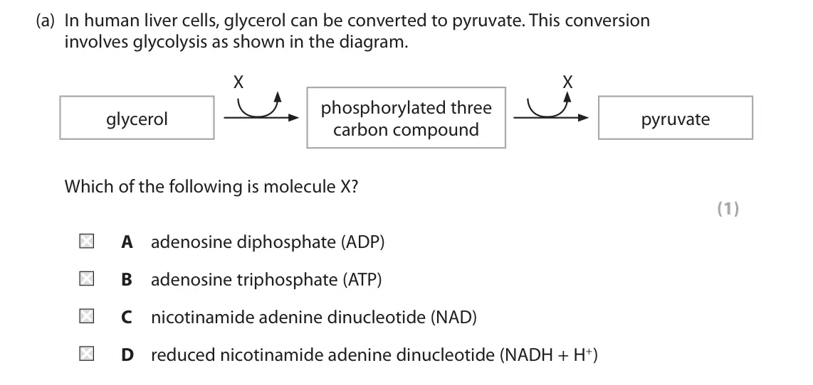 June 2024 Paper 2, question 2(a): In human liver cells, glycerol can be converted to pyruvate. This conversion involves glycolysis as shown in the diagram. X X phosphorylated three glycerol pyru