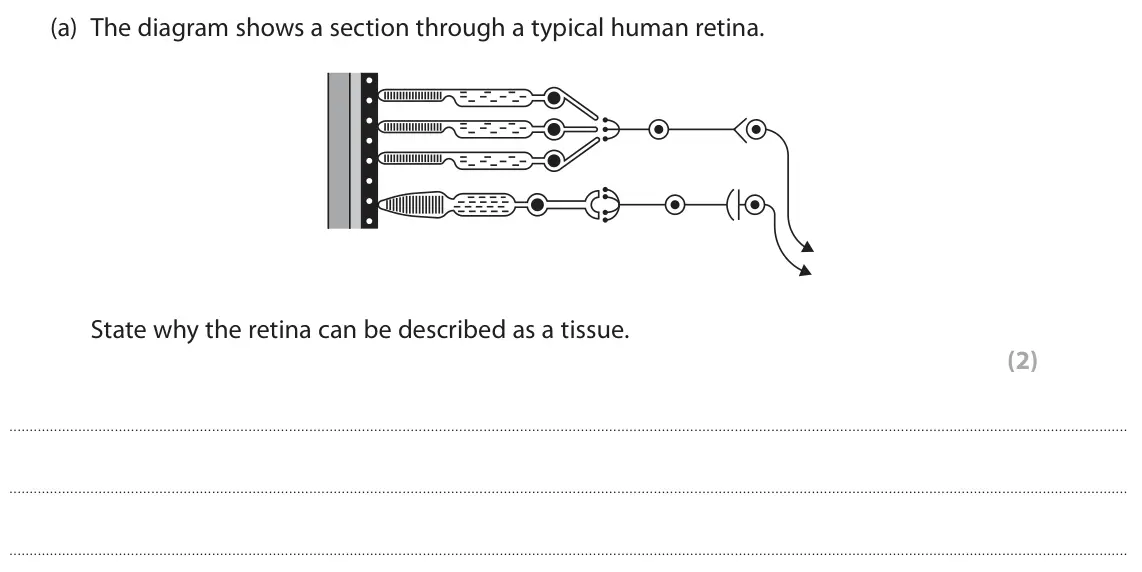 June 2024 Paper 2, question 7(a): The diagram shows a section through a typical human retina. State why the retina can be described as a tissue. (2)